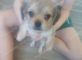 Chihuahua shih tzu puppies ready now