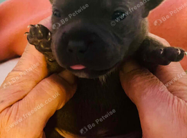 Kc reg Staffordshire bull terrier