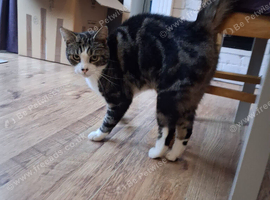 Loving Male cat looking for Loving new home