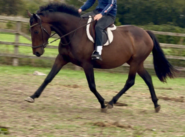 15hh 4 year old mare