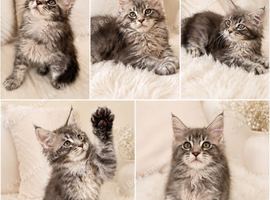 Exceptional TICA Registered Maine Coon Kittens