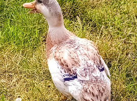 Female Duck-Bred From Crested Bantam