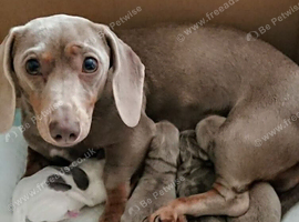 Miniature Dachshunds 3 months old