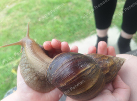 African land snails