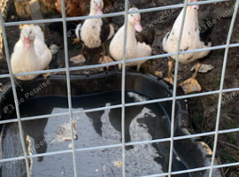 4 Muscovy ducks