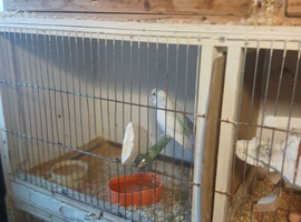 Budgies
