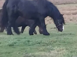 Black cob mare for sale