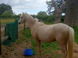 Registered  Welsh B Gelding " Pale Palomino"