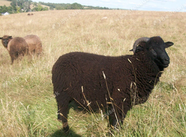 Colin, 4 months old ram lamb