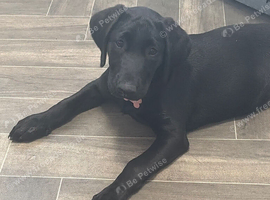 14week old Labrador puppy