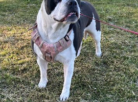 Olde English Bulldog X Bandogge Mastiff Pups