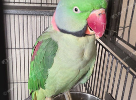 Alexandrine parrot pair