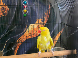 Yellow lutino indian ringneck