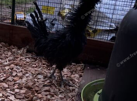 Frizzle Cockerel - beautiful