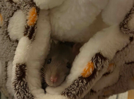 2 female fancy rats