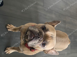Kc French bulldog