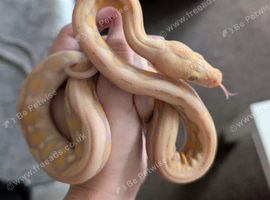 Purple albino tiger het snow super dwarf reticulated python