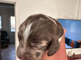 Puppies sprocker