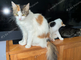 Black and white long hair girl 12 weeks old