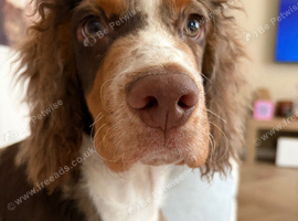 6 month cocker boy