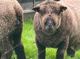 Ryelands proven tup
