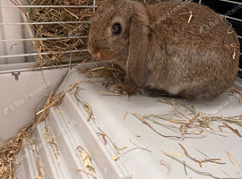 Mini lop male bunny