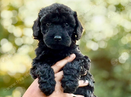 Beautiful cockapoo puppies for sale