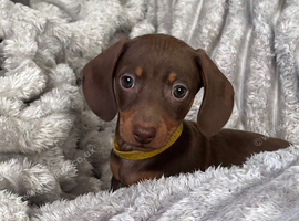 Last 3 Miniature dachshund boys - READY TUESDAY
