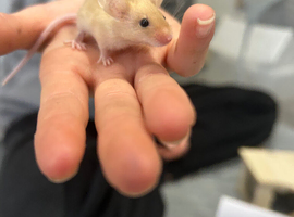 5 male fancy mice