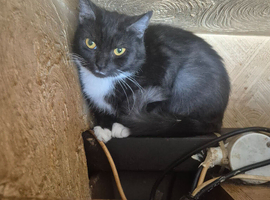 Urgently required good loving home
