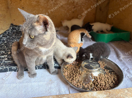 Gorgeous mixed breed kittens