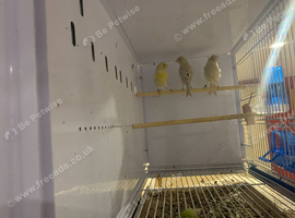 2026 yellow mosaic birds