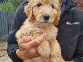 READY NOW LAST ONE! Goldendoodle Boy Puppy