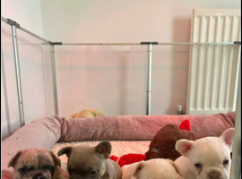 Quality French Bulldog Puppies &ndash; 1 Boy & 2 Girls Available