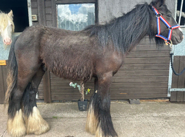 Gelding to make 14.1/2