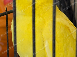 Hand reared Silly Tame Lutino Ringneck