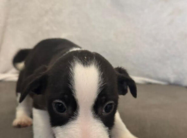 Beagle x staff puppies