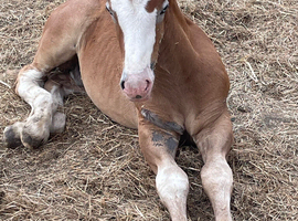 Outstanding foals for sale