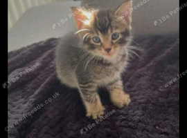 Norwegian frost cat cross russian blue