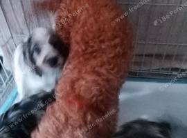 Amazing cockapoo