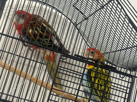 mele and female