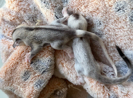 Sugar glider joeys ready to reserve