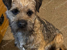 Border Terrier for stud.