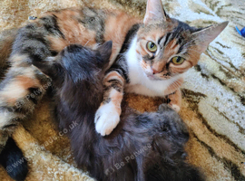 Male kitten vary fluffy and playful