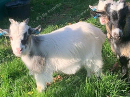 Pygmy goat wether kids.