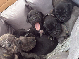 Cane Corso Puppies &pound;1,500