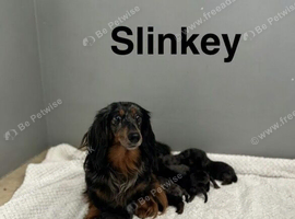 Daxiepoo puppies ready now