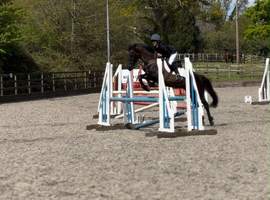 14.2hh Black Mare &ndash; Fun, Forward & Fabulous!