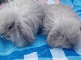 Baby rabbits