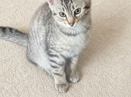 Bengal x kittens for sale
